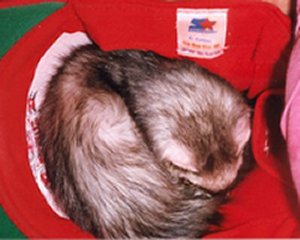 My ferret Zoe.