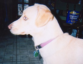 China: half-lab, half-husky, all-psycho