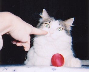 I greatly enjoy tormenting my mom's snobby cat.
