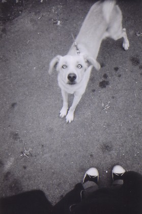 zombie dog