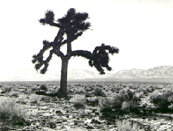 El &aacute;rbol de Josu&eacute;