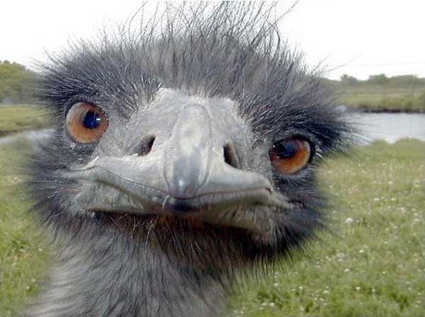 avestruz,ave,aves,inteligencia,animal que dios privo inteligencia,no inteligente,sin inteligencia,avestruz tonto