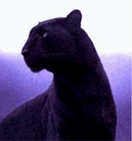 Panther