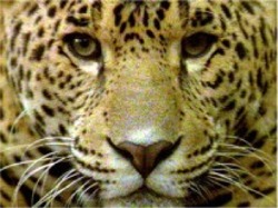 Curious Jaguar