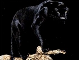 Panther3