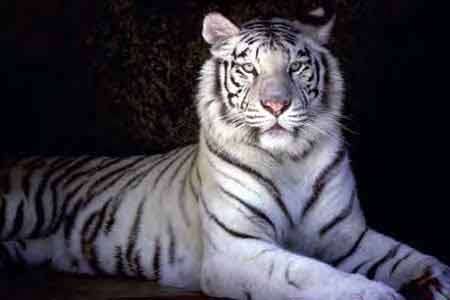 Rare Tiger