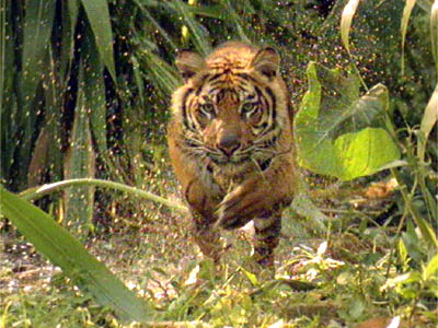 Running Tigerr