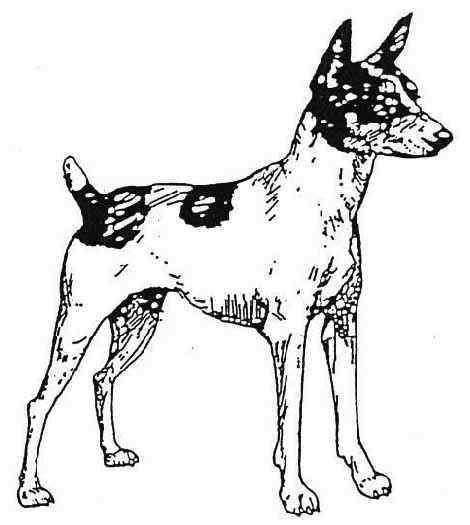 Elvinspride&nbsp; tenterfield terrier