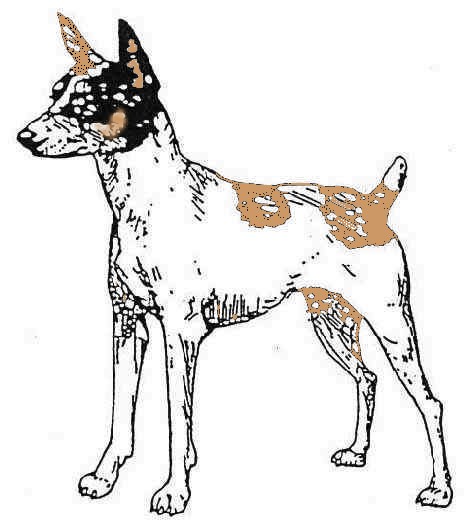 Elvinspride&nbsp; tenterfield terrier