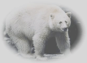 GreatSpiritBear