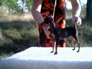 Toto @ 11 weeks of age
