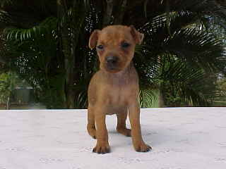 Treasure @ 5 weeks of age