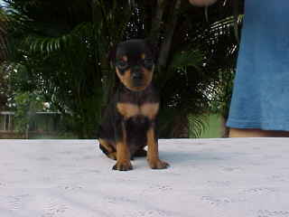 Toto @ 5 weeks of age
