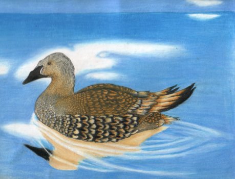 Duck Stamp Submission