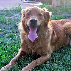 Buddy