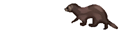 frodo the ferret