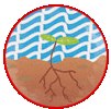 kapha
