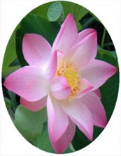 lotus1