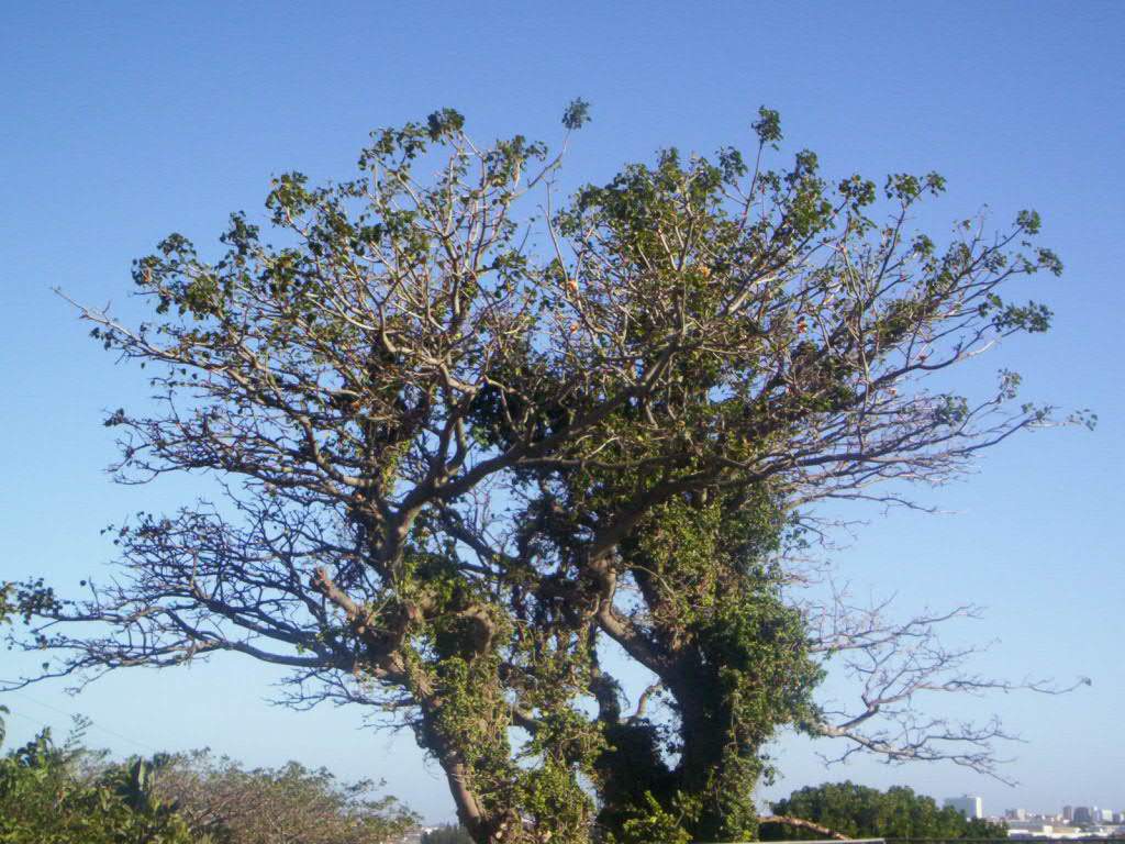 Nice tree...