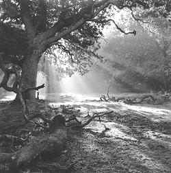 image of centerdon glen