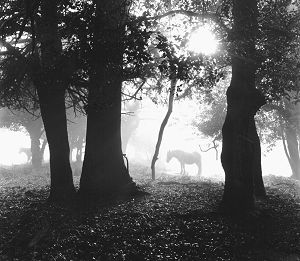image of snowden, oldest coppice forest