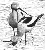 avocets clipart