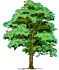 tree clipart