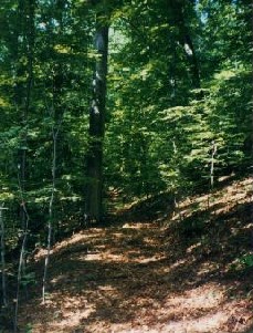forest image