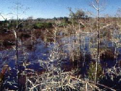 everglades image