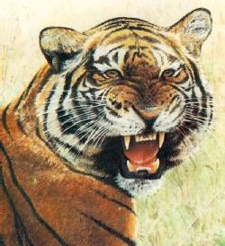 tiger image