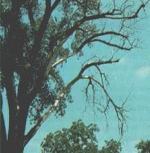 dead branches