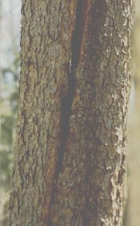 deep crack on tree trunk