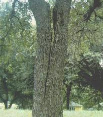 weak branch union beginning to crack