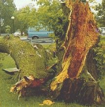 extensive tree decay