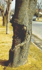 large canker on tree trunk