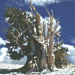 ancient tree with poor form