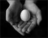 egg5.jpg (26151 bytes)