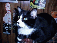 Boogie2W.JPG (15064 bytes)