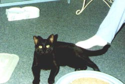 ShadowR.JPG (13958 bytes)