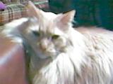 Tygie.jpg (4409 bytes)