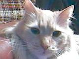 Tygie2.jpg (5166 bytes)