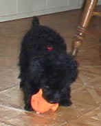 barney.jpg (9372 bytes)