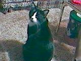 boog.jpg (6442 bytes)