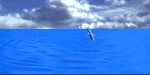 The Zooish Animal Kingdom has animal animations, animal images, animal cartoons, animal facts, and animal sounds, including the amazing dolphins.