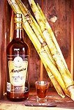 Mangueira Tradicional (Ouro)