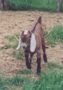 Save the cute little goat, donate! (I'm not sure that that will help the goat, but this web-site will like you for it!)