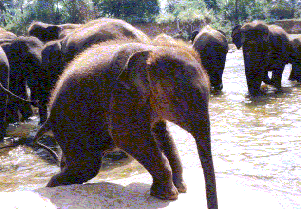 Elephants!