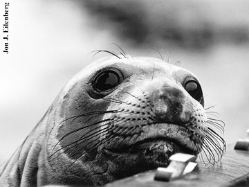 Seal