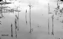 Reflection