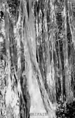 Natural roots